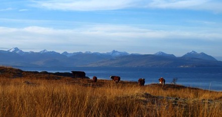 PC118034cattle
